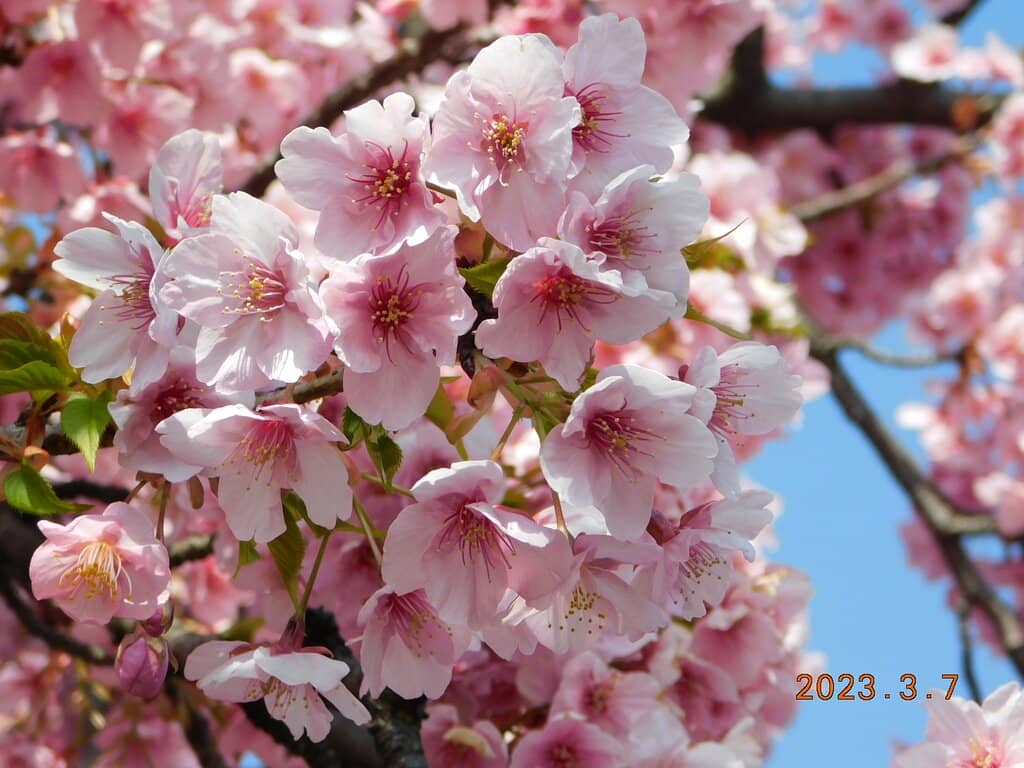 Kawazu-zakura Cherry Blossoms