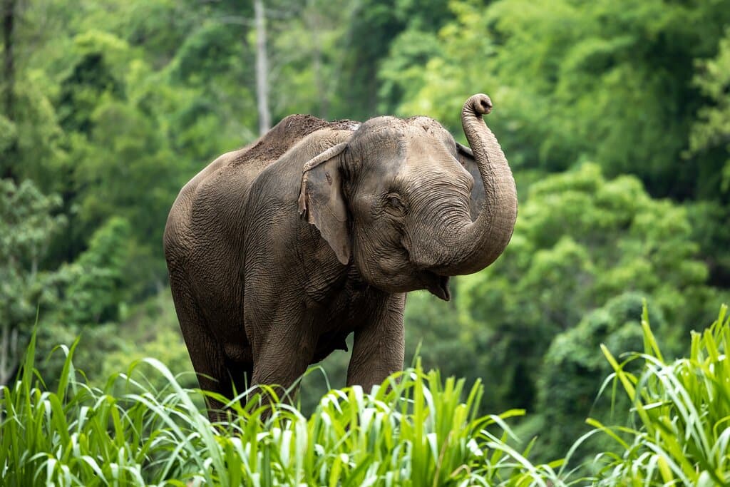 Khao Lak Elephant Sanctuary