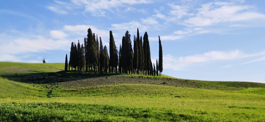 Cipressi