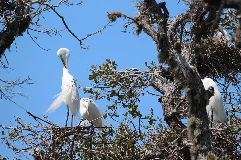 Hummingbird Migration Hotspot