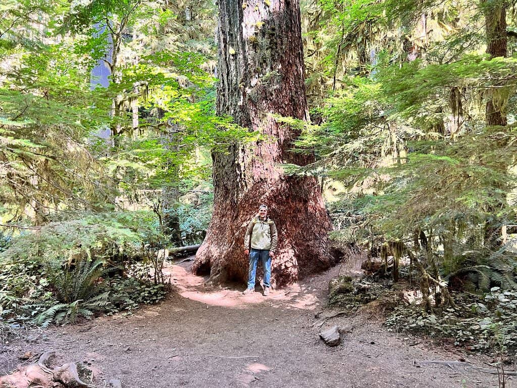 Lake Crescent Overlook