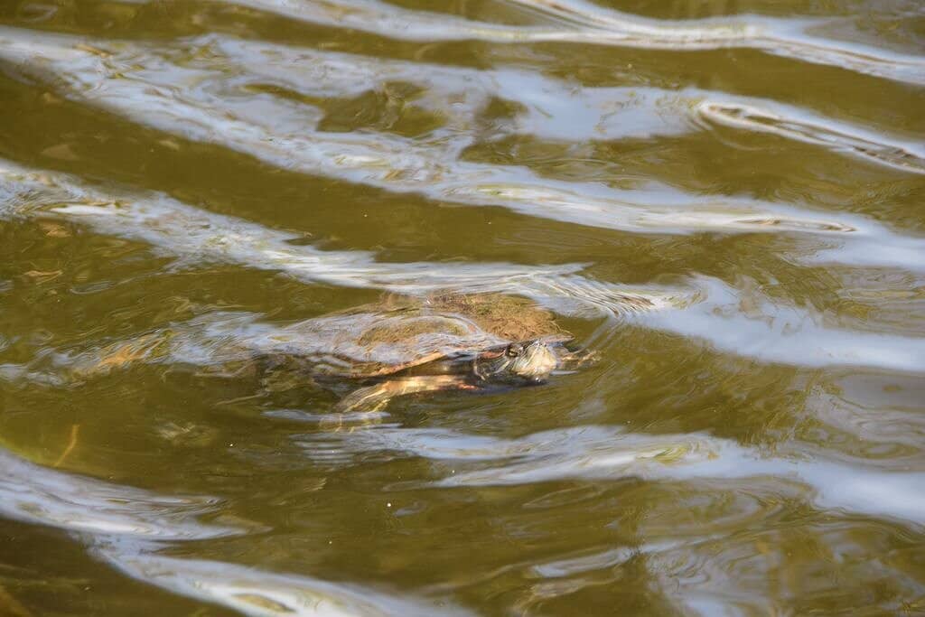 The Smiling Buddha (Budai)