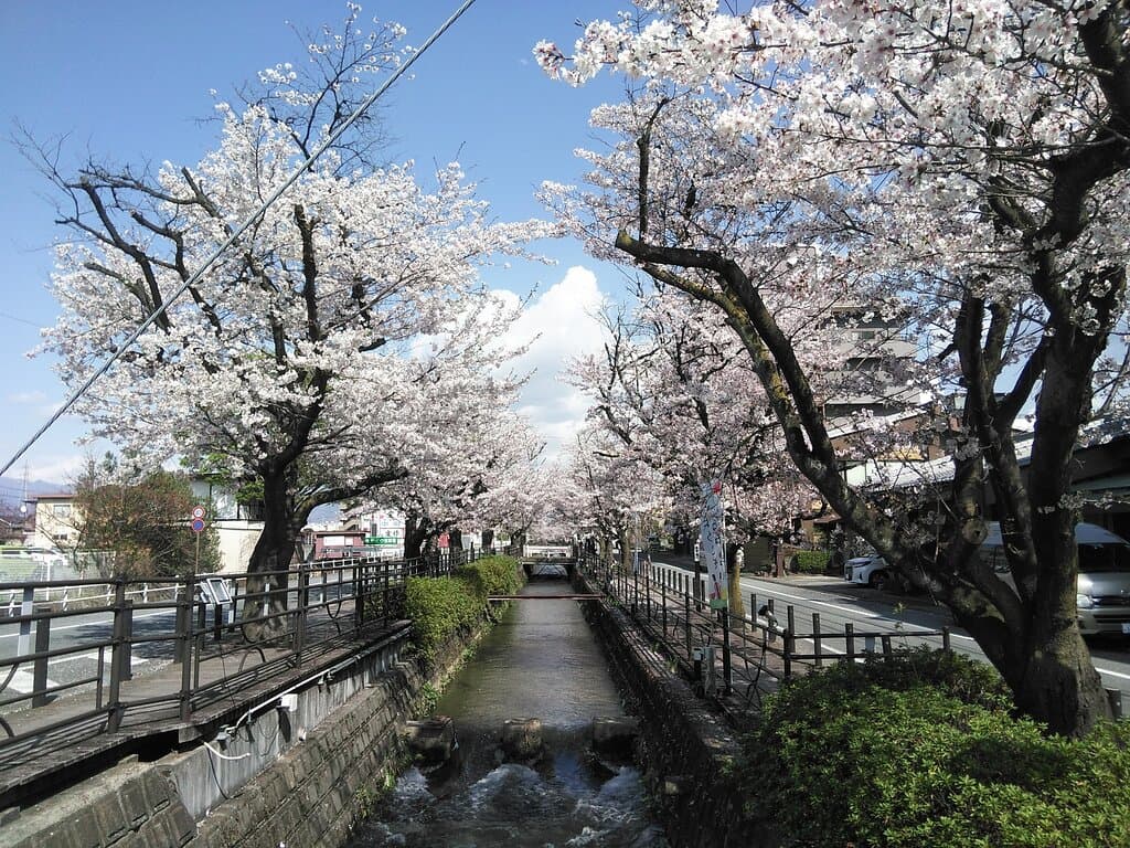さくら温泉通り 石和温泉 Cherry blossoms