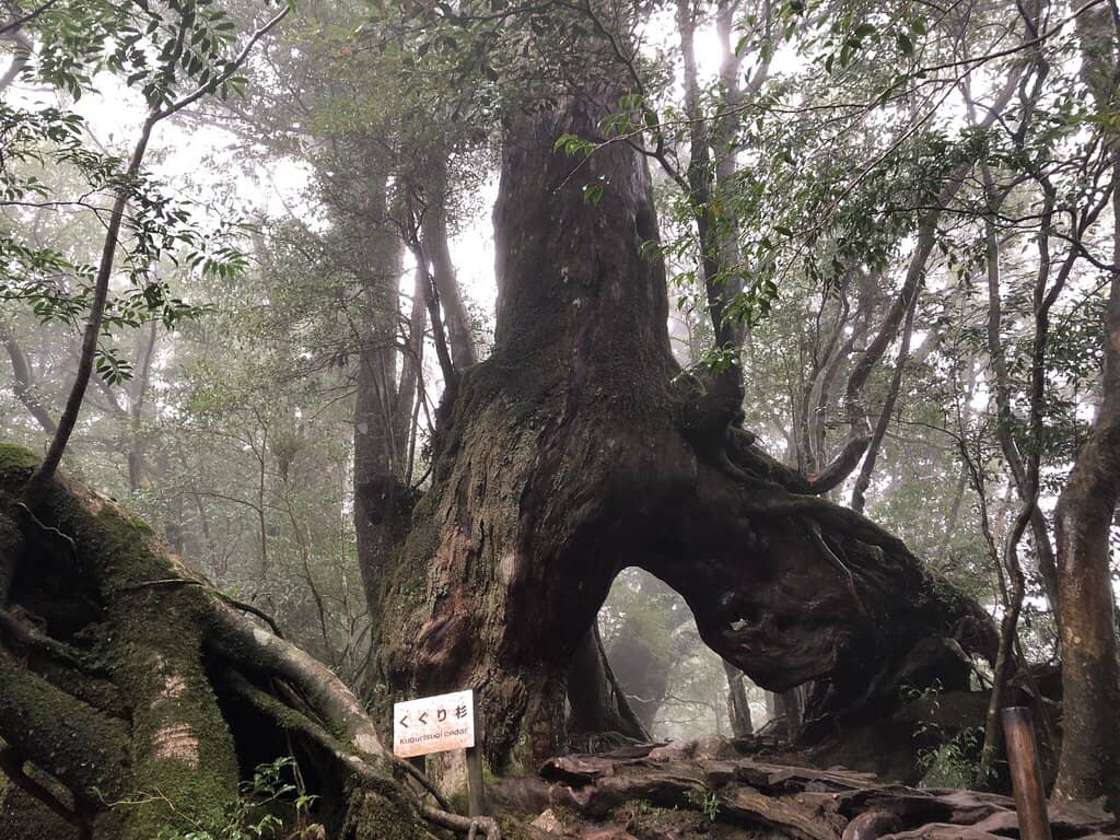 Panoramic Forest Vistas