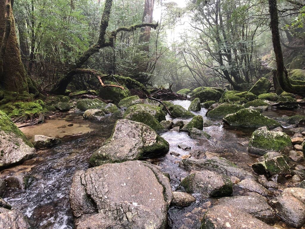 Mossy, Boulder-Strewn Trail
