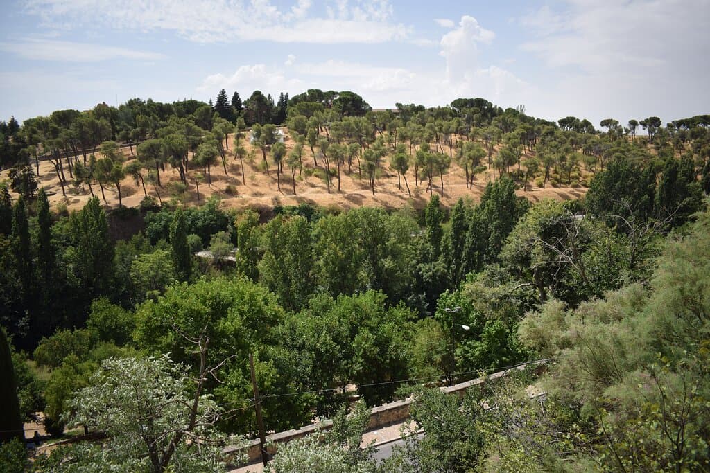 Bosque de la necrópolis judía