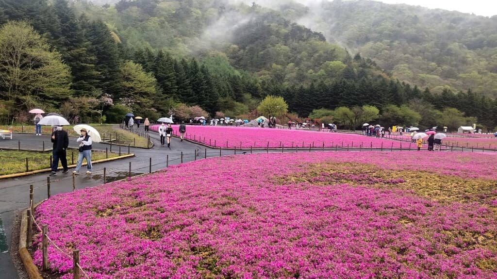 Iconic Mt. Fuji View