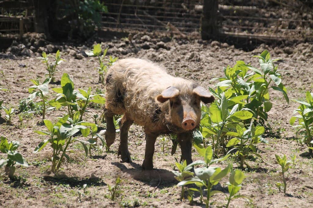 Riverboat Excursions