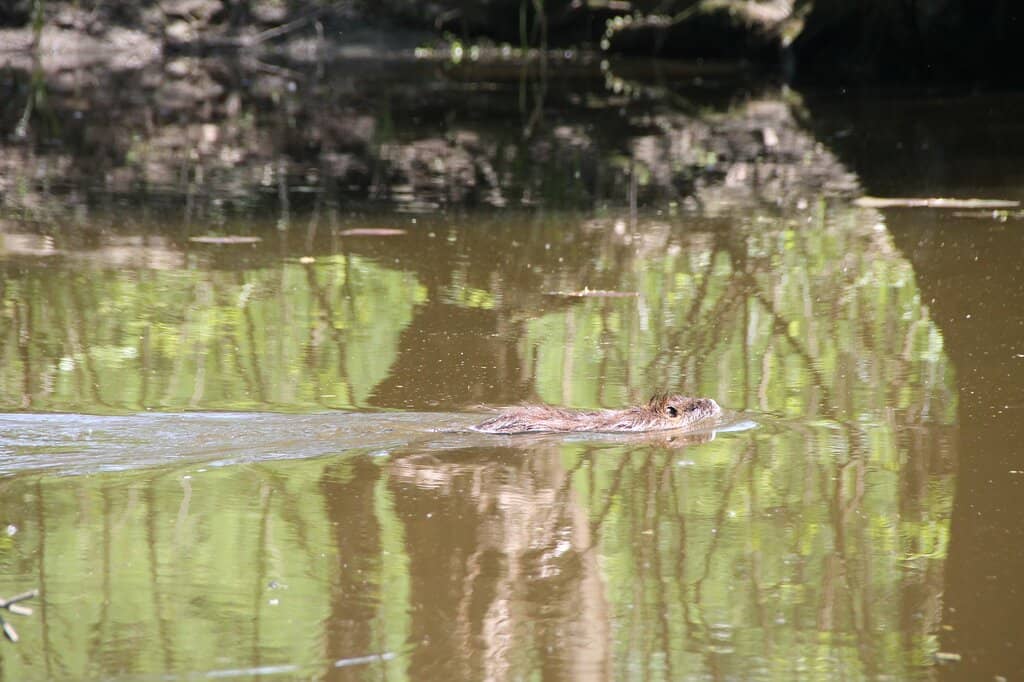 Traditional Grazing Lands