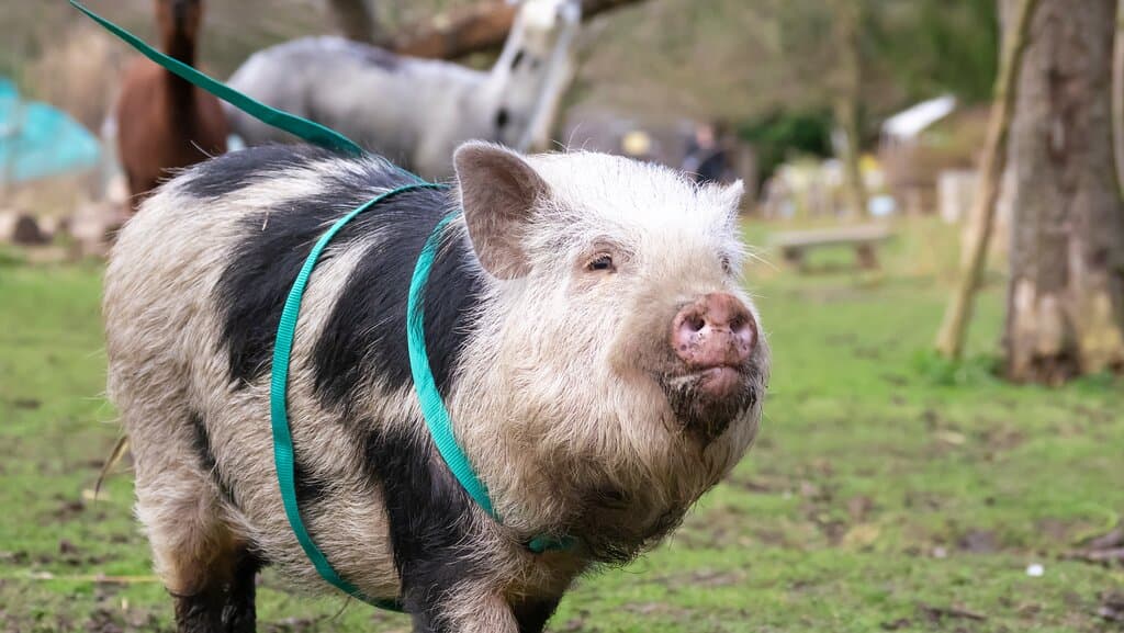 Walk a piggy in an ancient orchard.