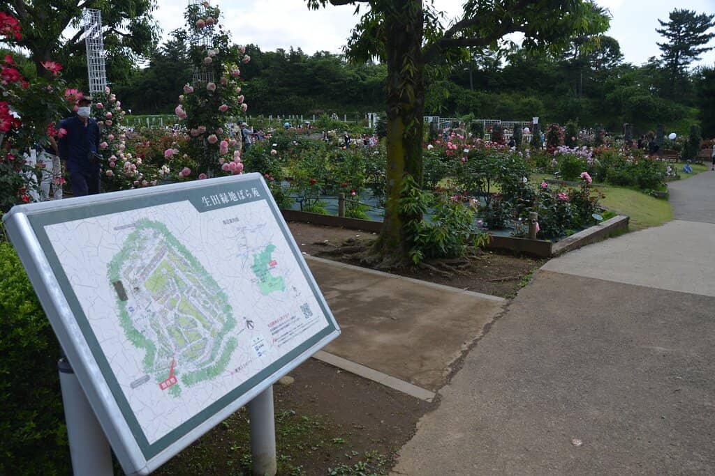 Vast Rose Varieties