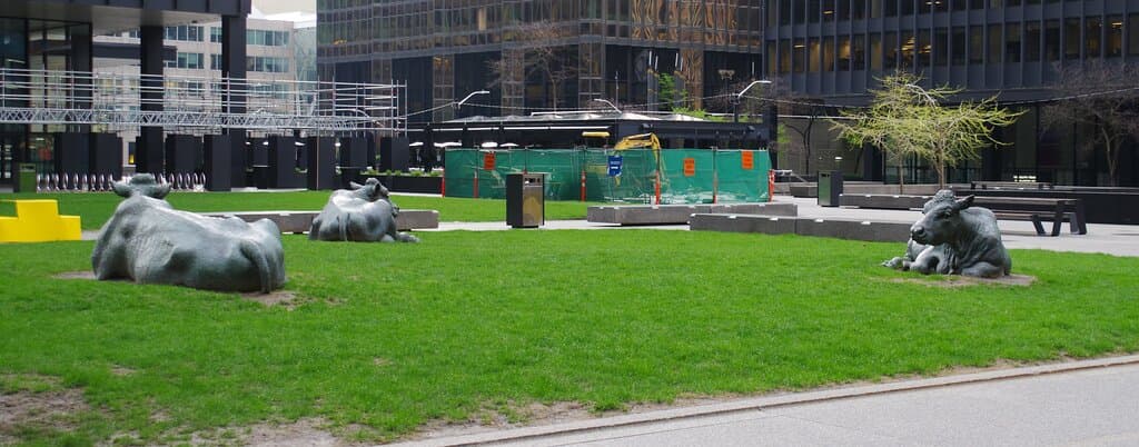 The cows