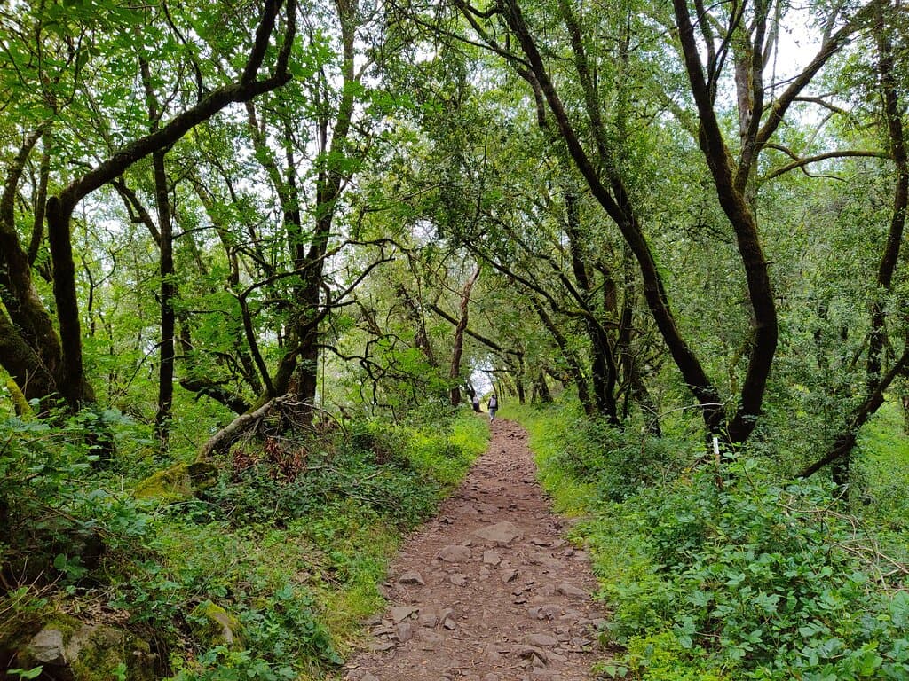 Near the summit of Taylor Mountain Regional Park in Santa Rosa, California. Late May 2023.