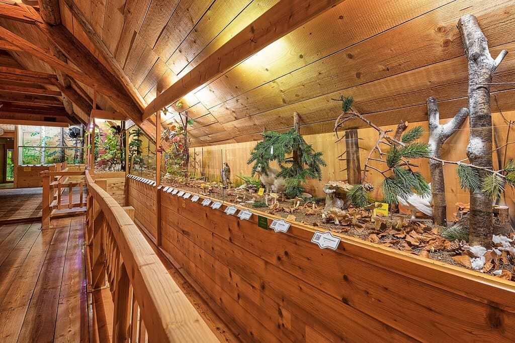 Präsentation der Pilze im Herbst und Winter
Presentation of mushrooms in autum and winter