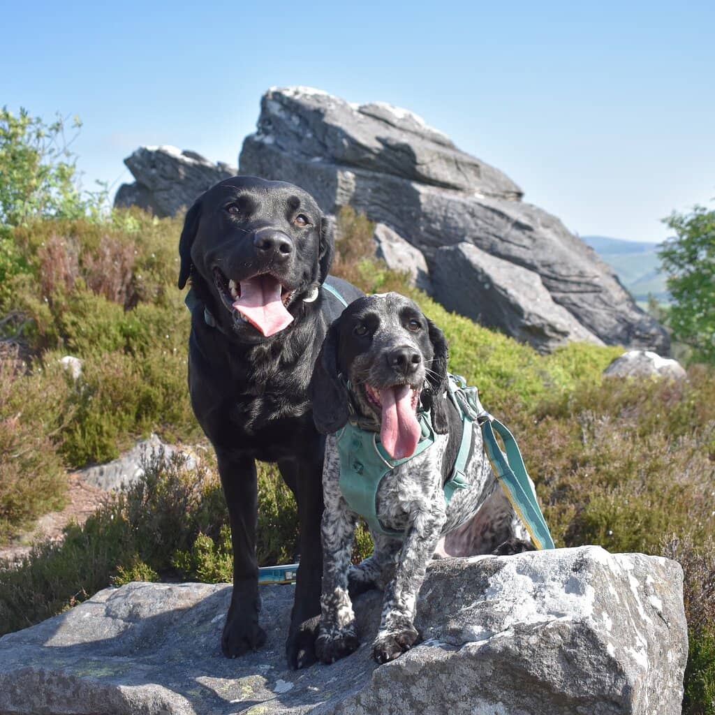 The Majestic Drake Stone