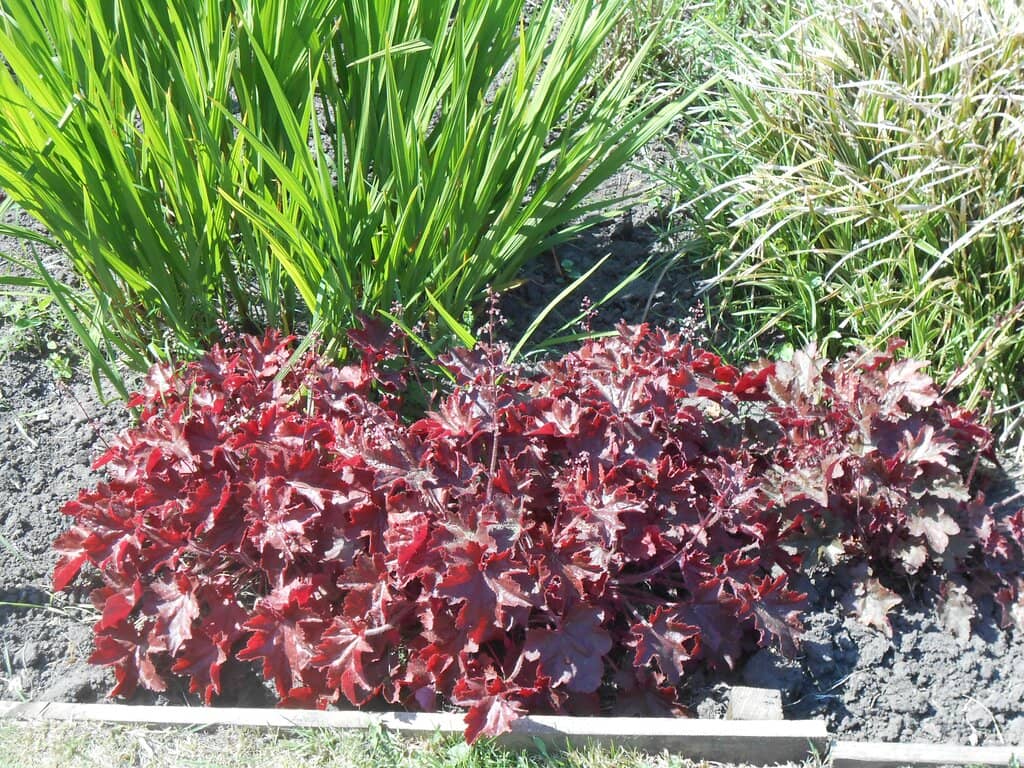 Horseback Riding on Rotten Row