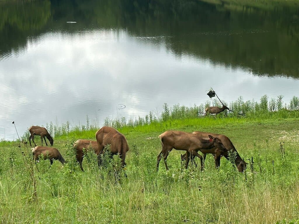 Lone Elk Park