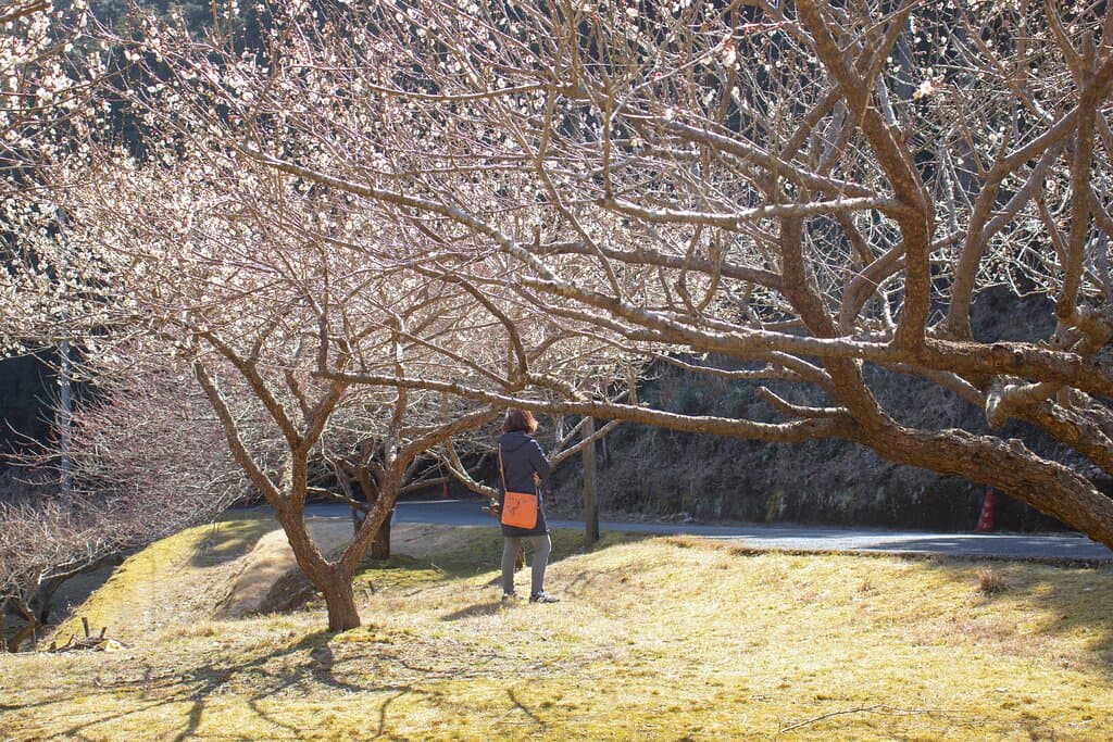 There are different varieties of plum