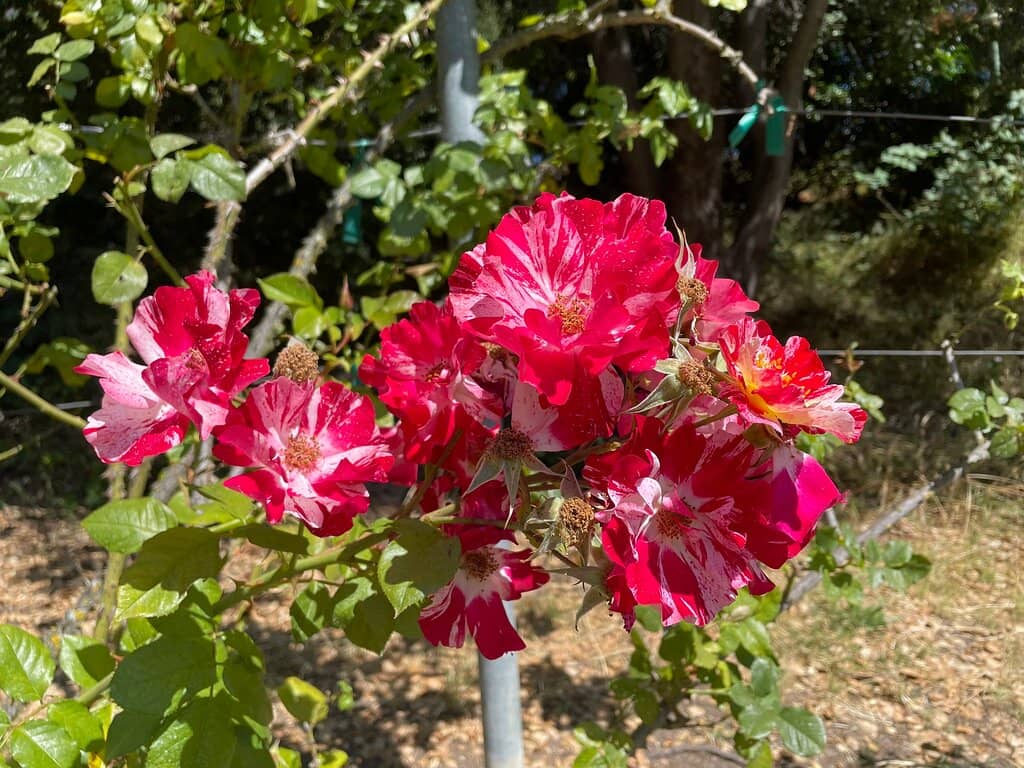 Winding Walkways & Fountains