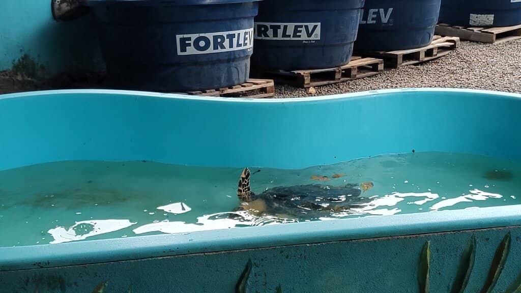 Conservation Impact Display