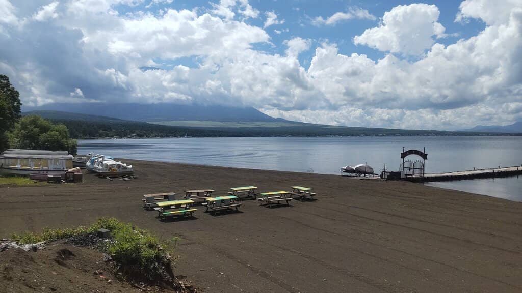 Swan Feeding at Shiratori Beach