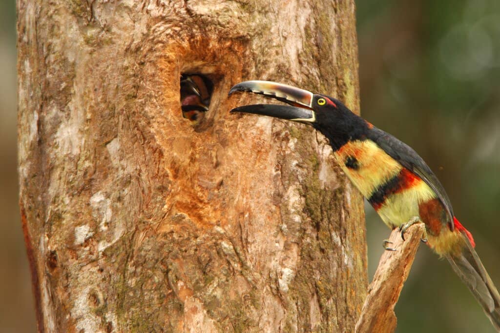 Volcano Views from Your Room