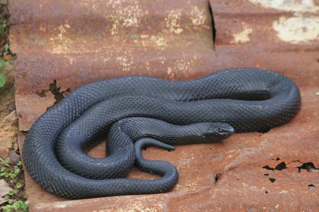 Interactive Snake Handling