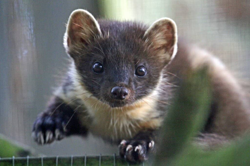 Arctic Foxes