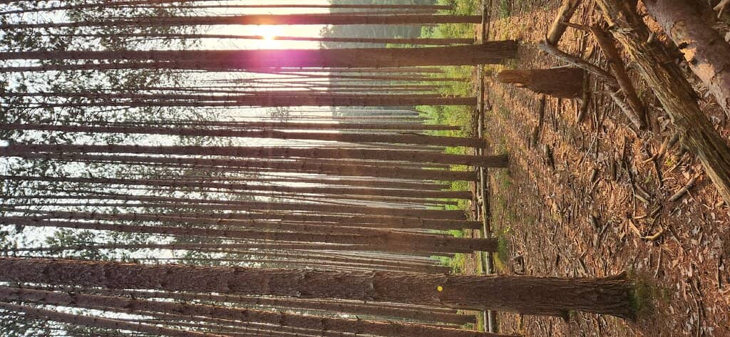 Vertical photo