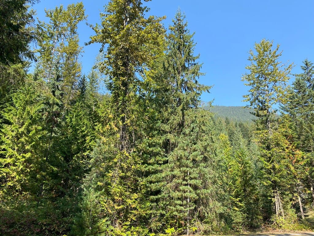 Hemlock Grove Boardwalk