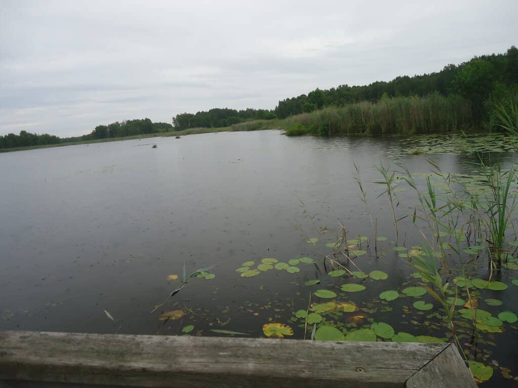 Pond Turtle Protect Center