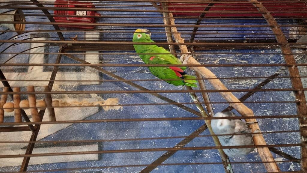 Goat's Cheese Quiche