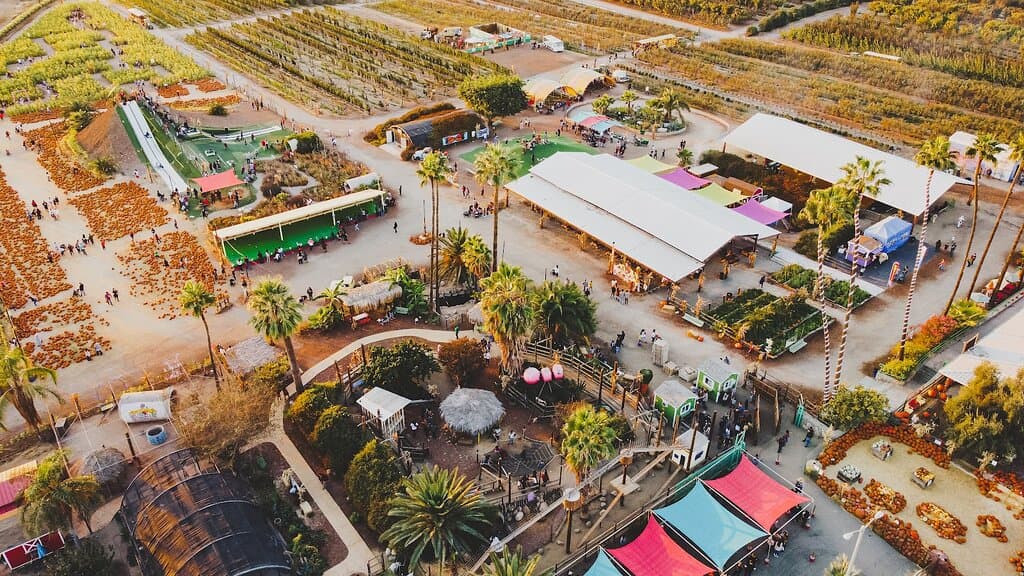 50,000 pumpkins in our pumpkin patch and more on the way!
