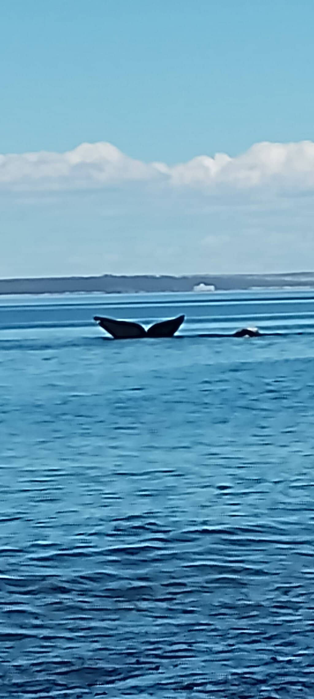 Orca Sightings