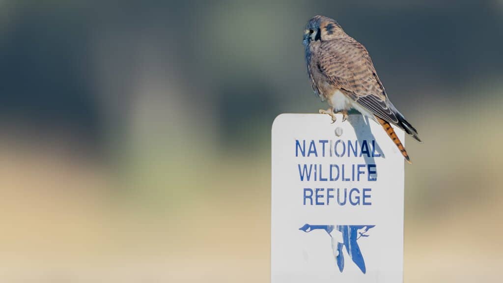 Birdwatching Paradise