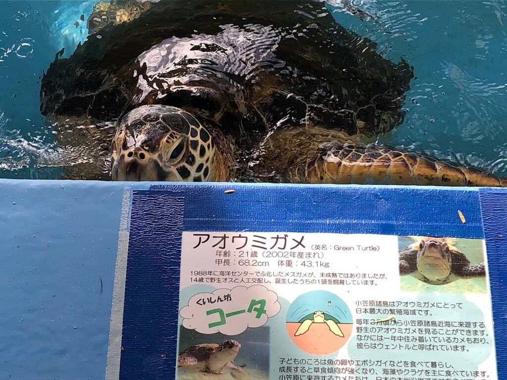 Turtle Release Events