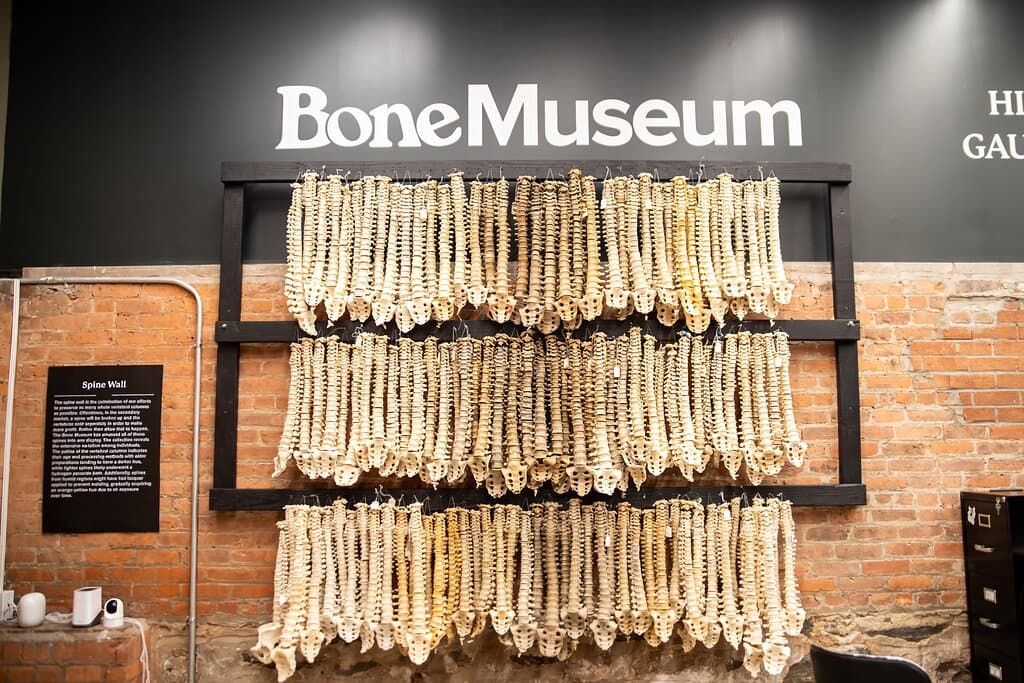 Discover the Bone Museum