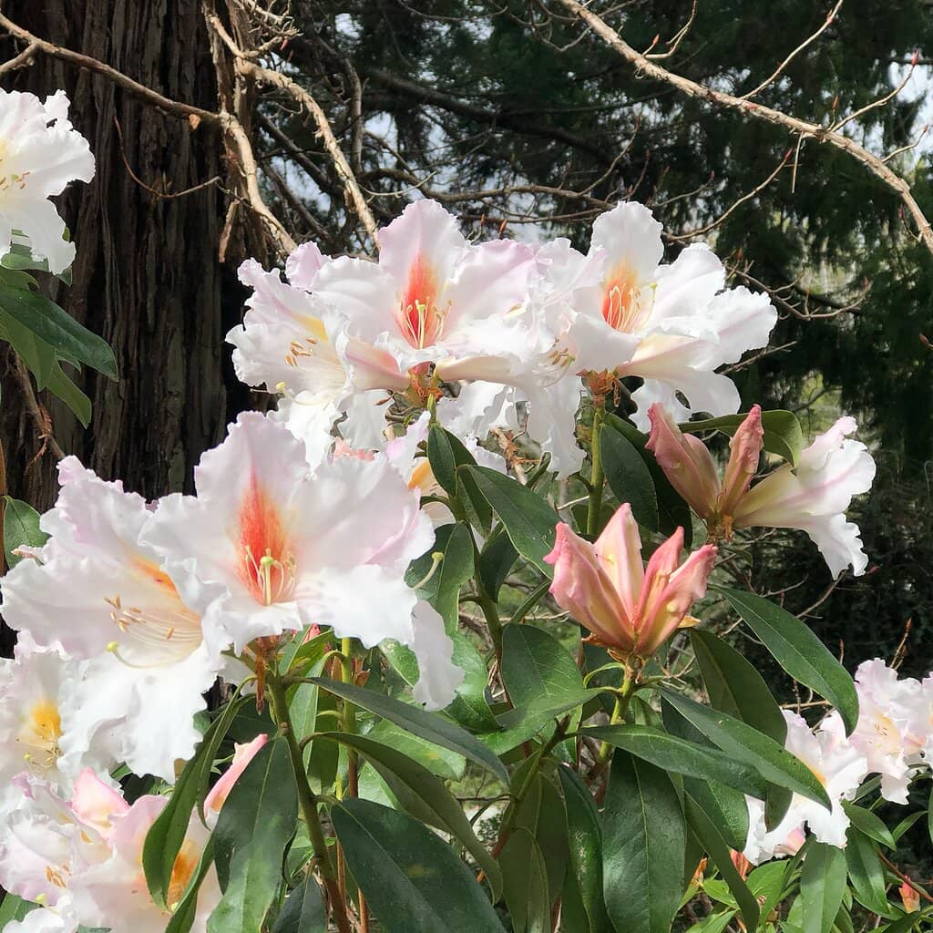 World Regions Collection