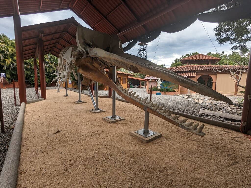 Giant Whale Skeleton