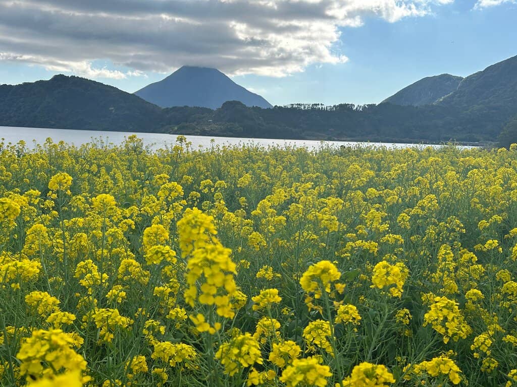 Seasonal Flower Fields