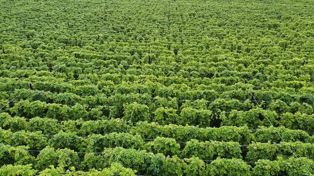 Tap Room Beer Selection