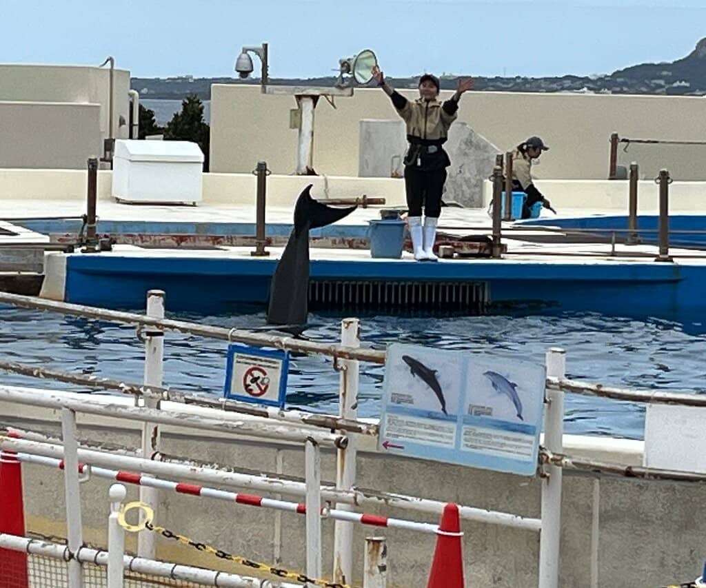 Meet the Dolphins Up Close