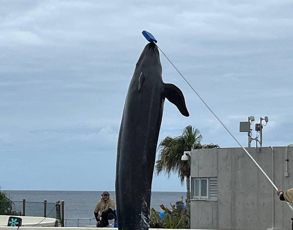 Meet the Dolphins Up Close