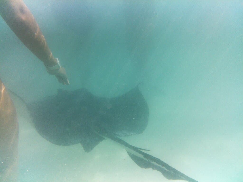 Stingray City Antigua