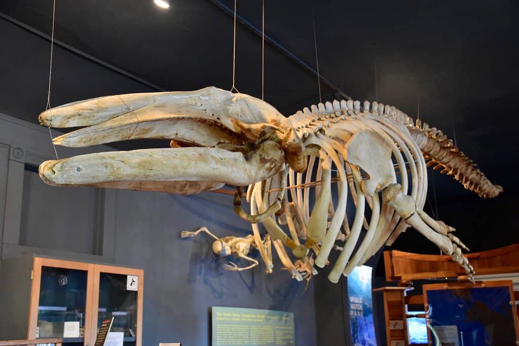 Whale Skeletons and Models