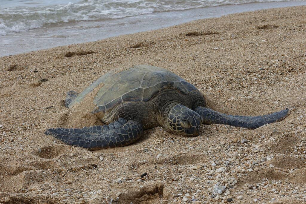 Vibrant Surf Culture