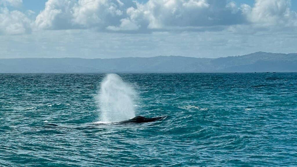Humpback Whale Spectacle