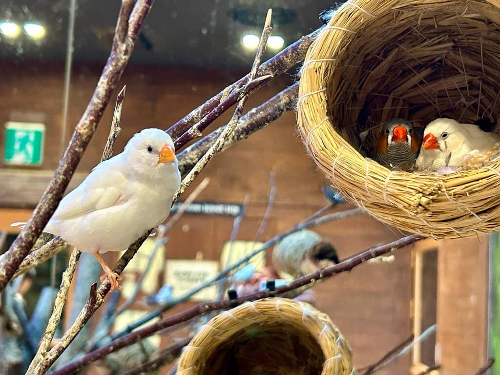 Interactive Bird Aviary