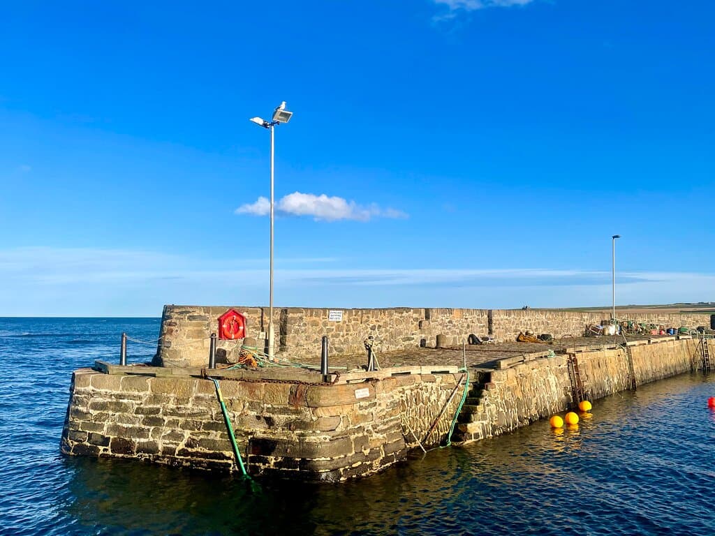 A crafty seagull uses the pier lamp-post as a look-out point.
