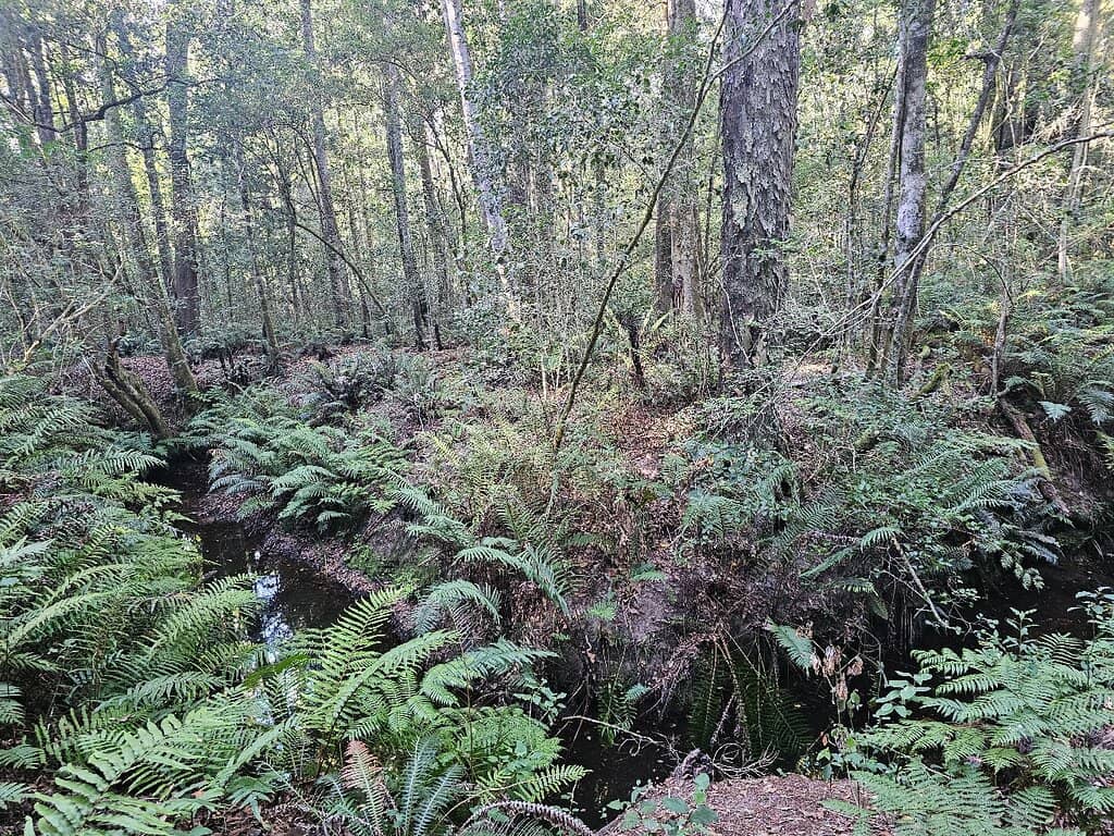 Indigenous Forest Walk